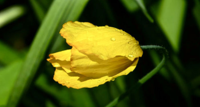 image of yellow flower